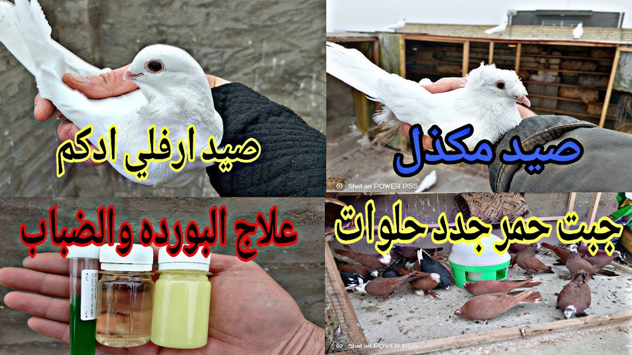 صيد اليوم 2 مال ضباب وجبت حمر فحل حلوات وجبت علاج مال برد وكنكر ونسه فول تعالو شاهدو واستمتعو