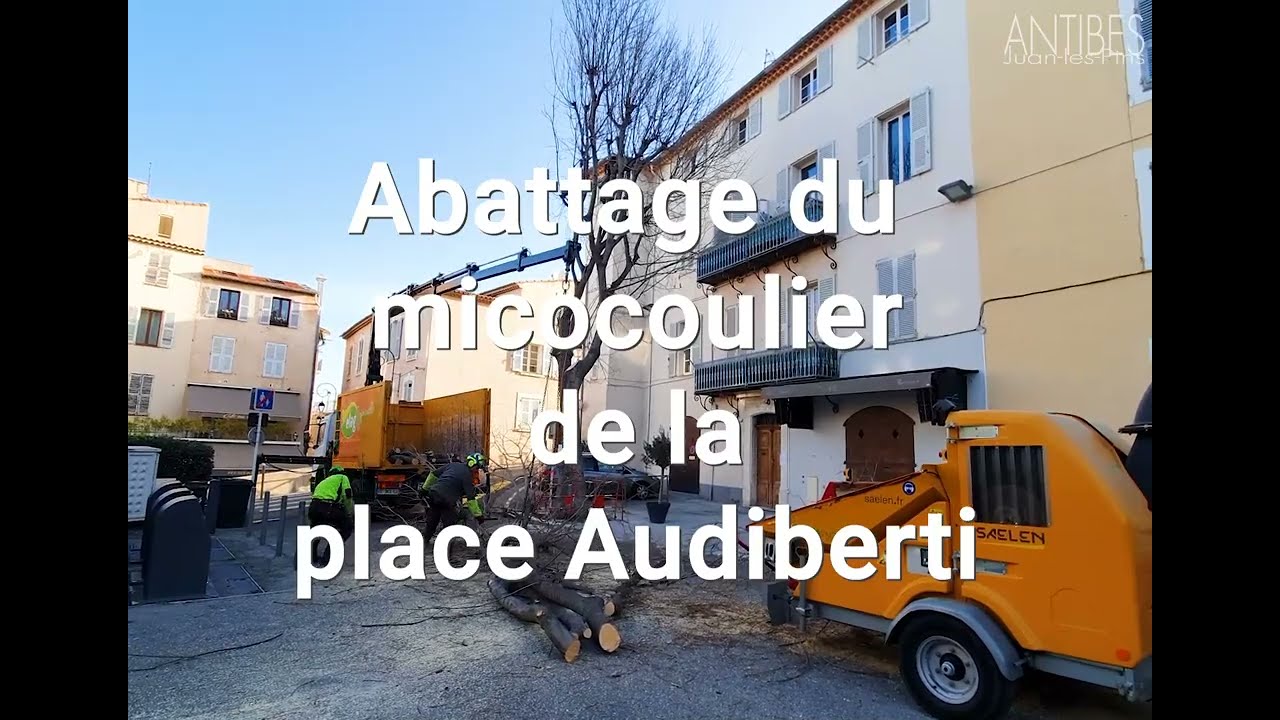 Abattage d'un micocoulier