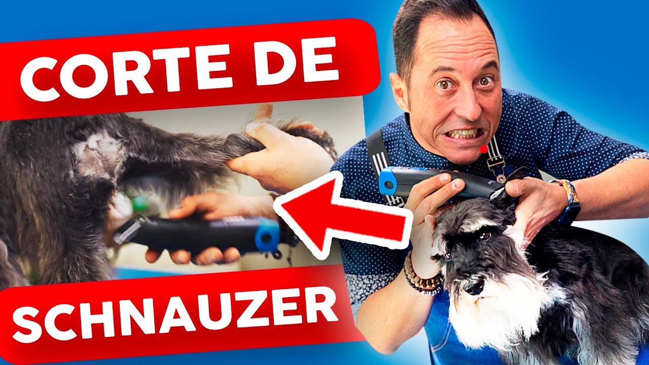 ¡WOW! 😍 Cómo CORTAR EL PELO a un SCHNAUZER MINI con MÁQUINA Y TIJERA