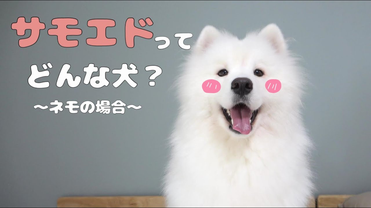 サモエドの性格や大きさ～ネモの場合～サモエドのネモ&mix犬シェリー