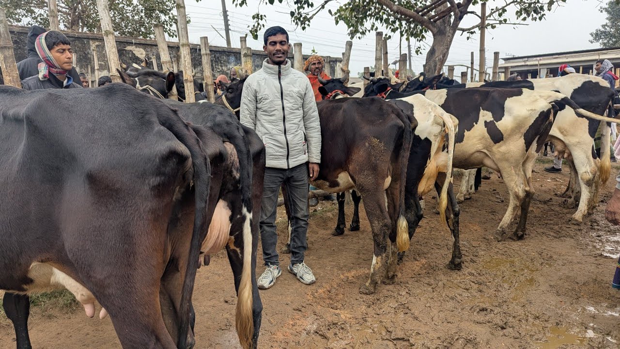 মাত্র ৯০ হাজার টাকা থেকে  বাচ্চা ছাড়া রানিং ৮ থেকে ১৪ লিটার দুধের গাভী কিনুন সাঈদ ভায়ের কাছে।। 