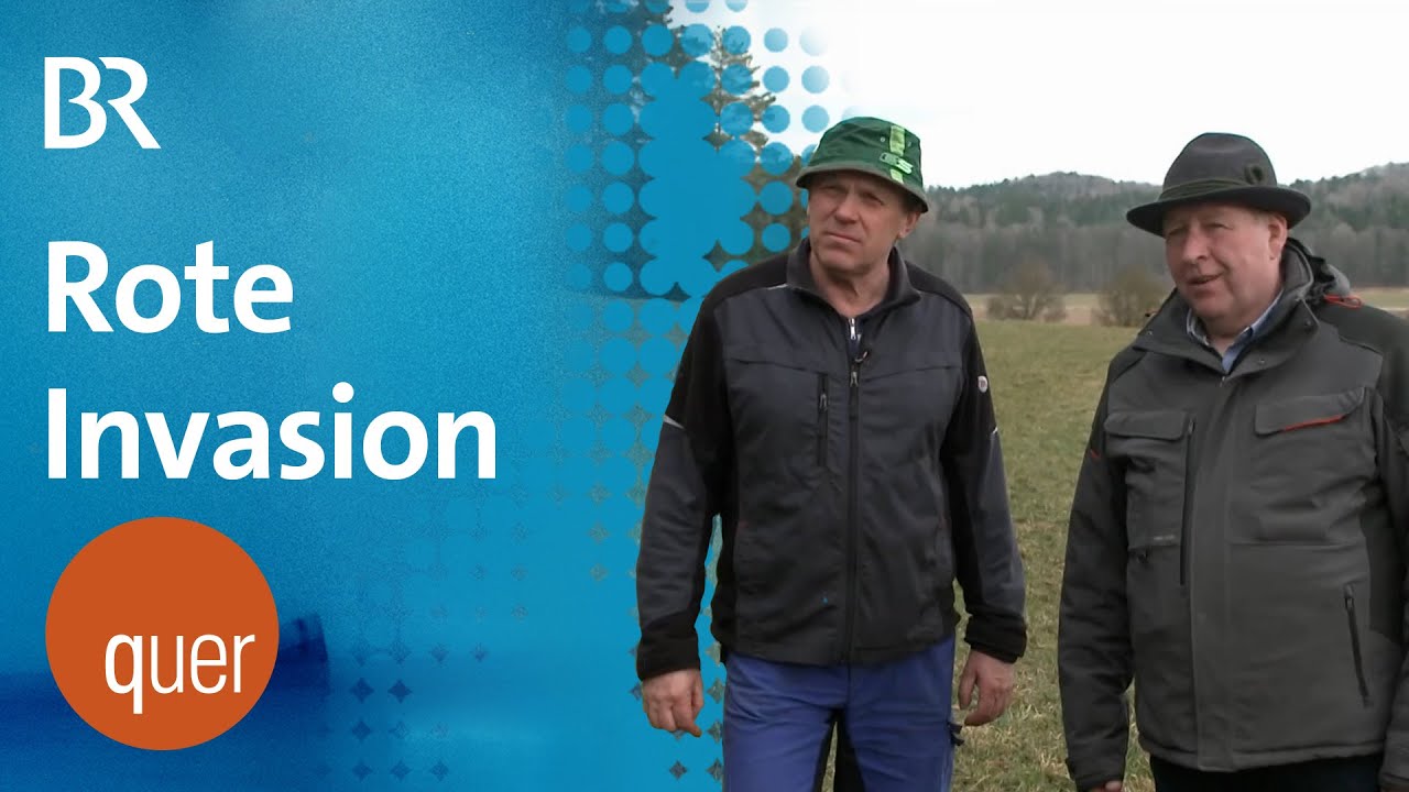 Probleme mit Wild: Hohenfels und das Rotwild | quer vom BR