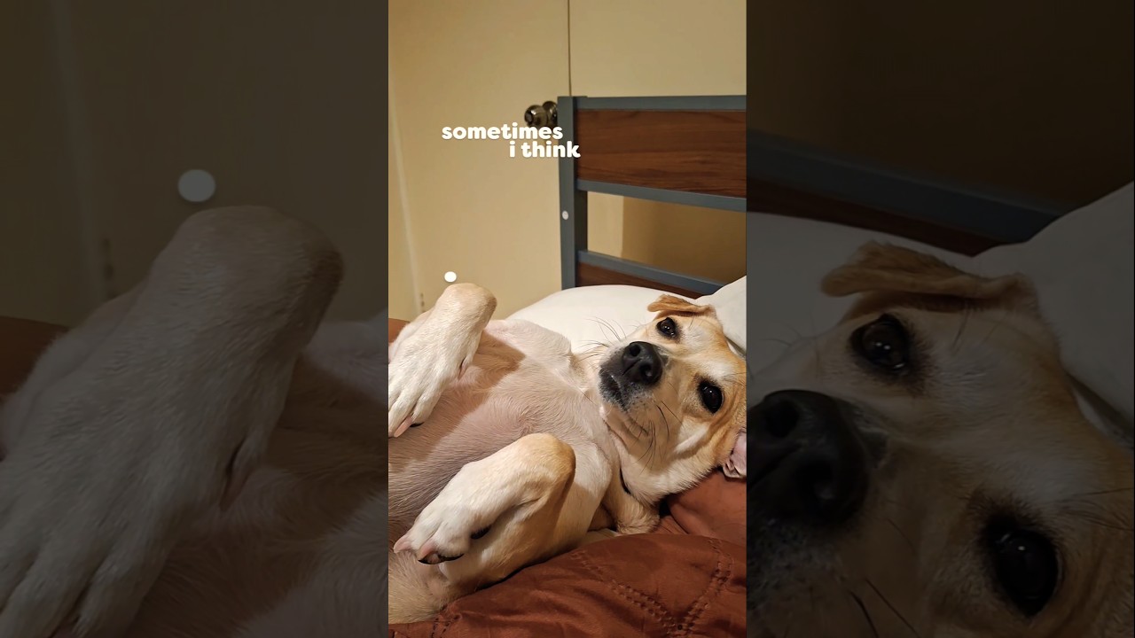 Brain:Food and Nap #dogshorts #pets #funny #cutedog #dogrescue #dog #dogs #doglife #shorts #fyp #yt