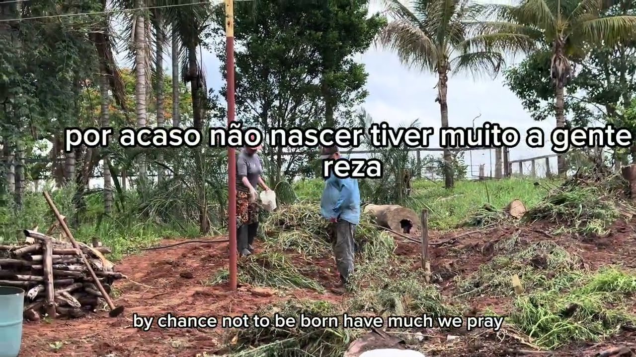 Reciclando o Sítio do Jagunço (45) Preparo/Plantio/Evolução e atualização do Milharal! 