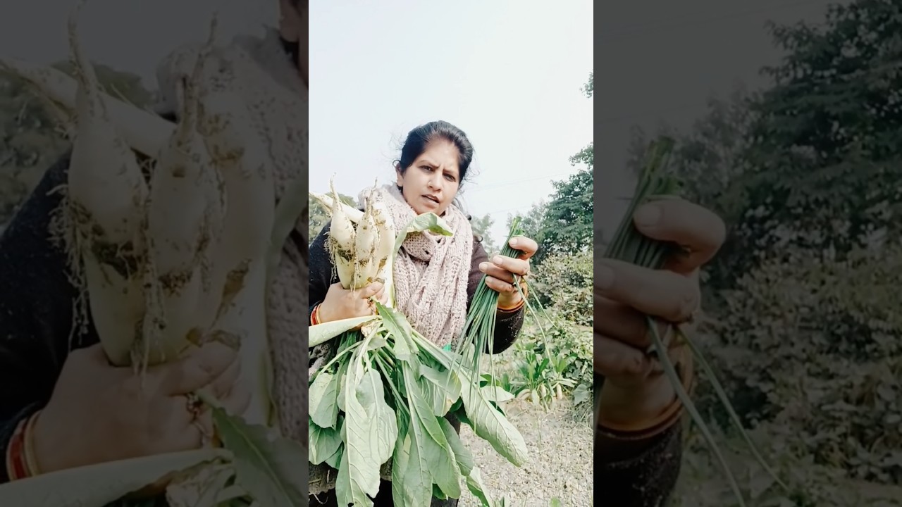 Harvesting Fresh garlic leaves, also known as chives, have many culinary uses: #gardening #shorts
