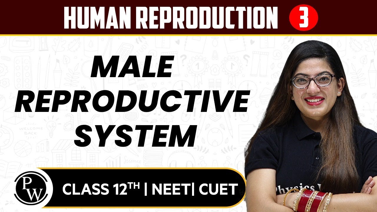 Human Reproduction 02 | Male Reproductive System (Testis) | Pure English | Class 12th / NEET