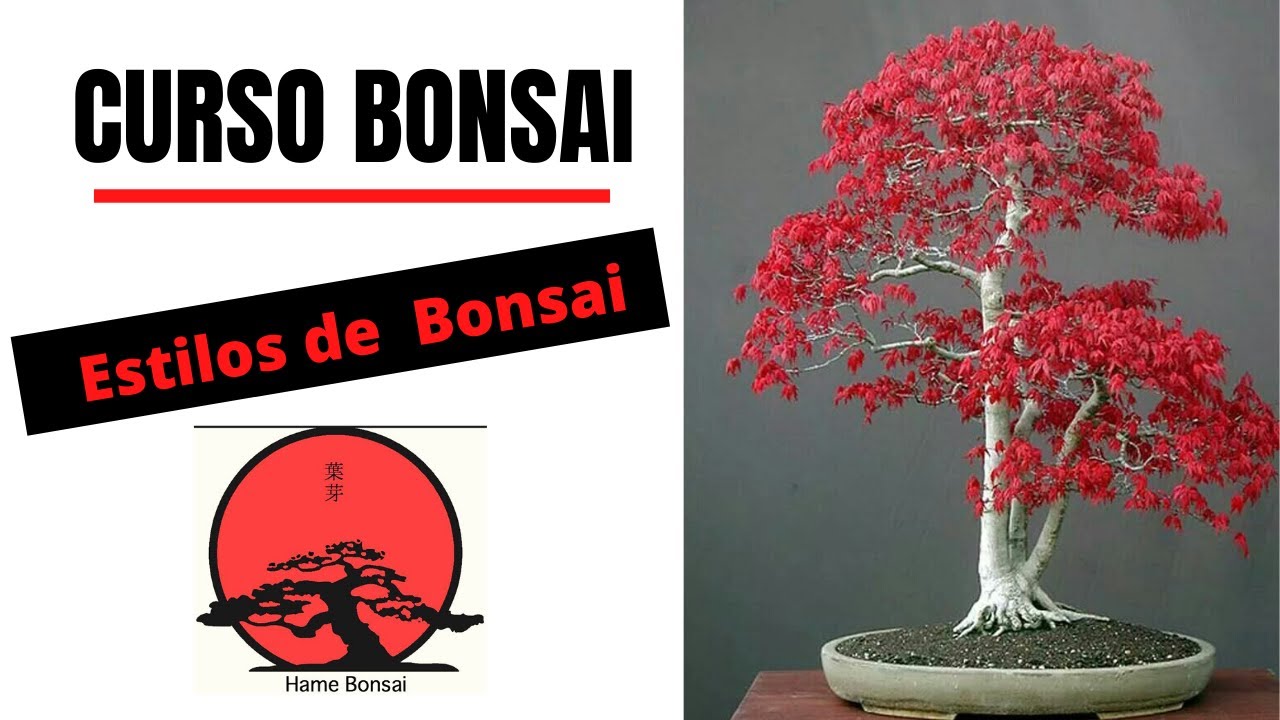 Curso de Bonsai GRATIS- Estilos de Bonsai - Conceptos básicos