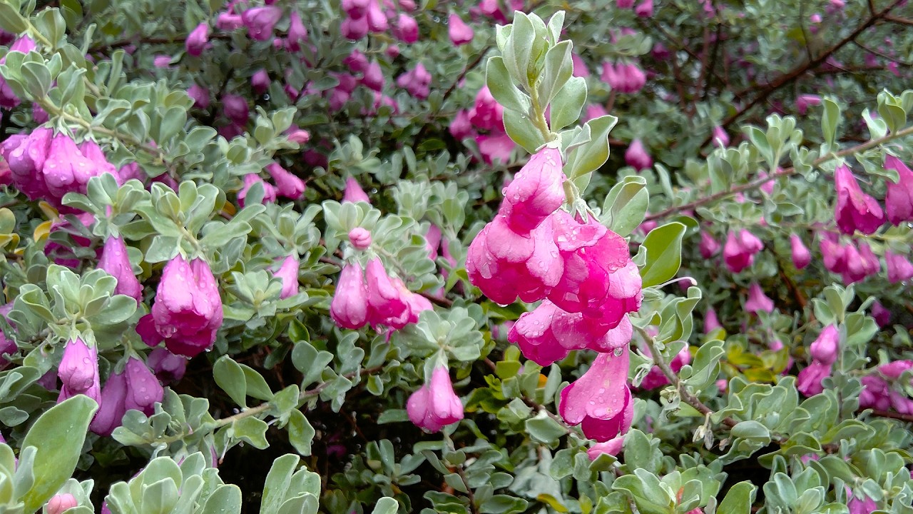 Texas Barometer Bush (Leucophyllum frutescens)