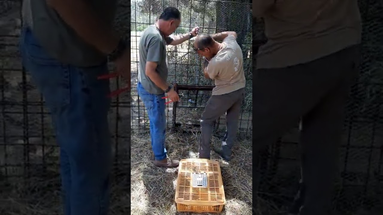 Repoblando conejos 3 por Joaquín Moya