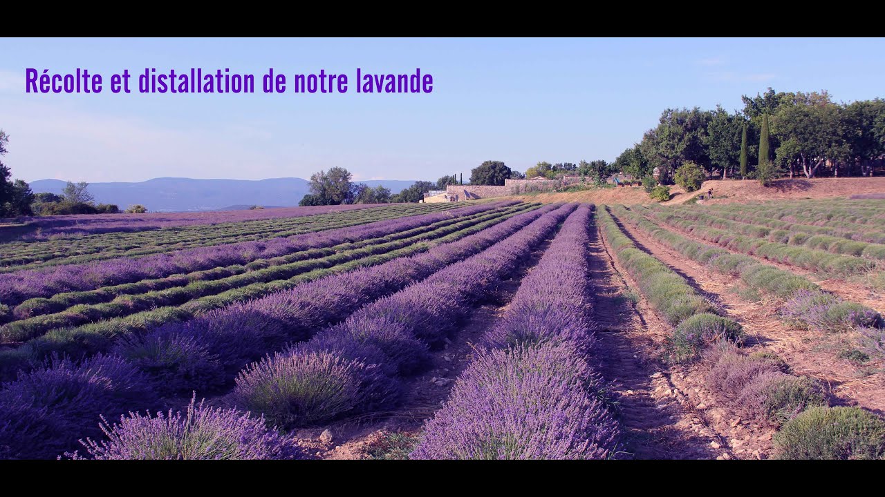 Récolte et distillation de notre lavande
