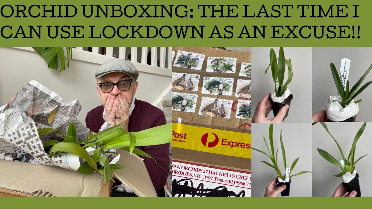 Orchid Unboxing: the last time I can use lock-down as an excuse for an online orchid buying binge!!