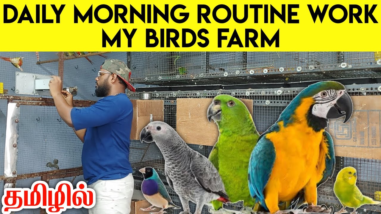 Daily Morning Routine Work in My Birds Farm | Cockatiel | Small Conure | Monk | Fancy Birds Chennai