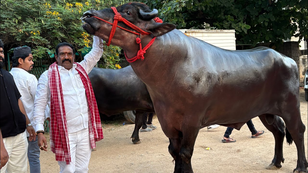 #Edla Hari Babu Yadav Sadar 2025 | Sadar 2025 | Hyderabad Sadar Festival 2025 