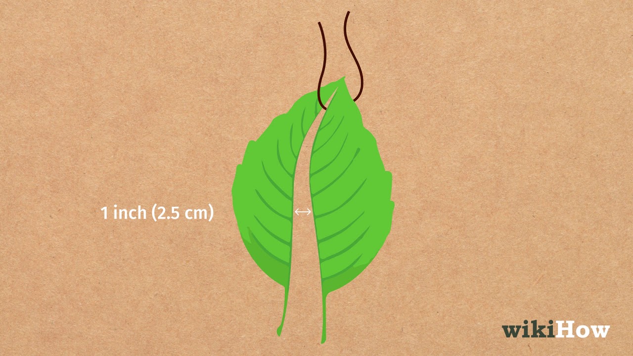 How to Dry Tobacco