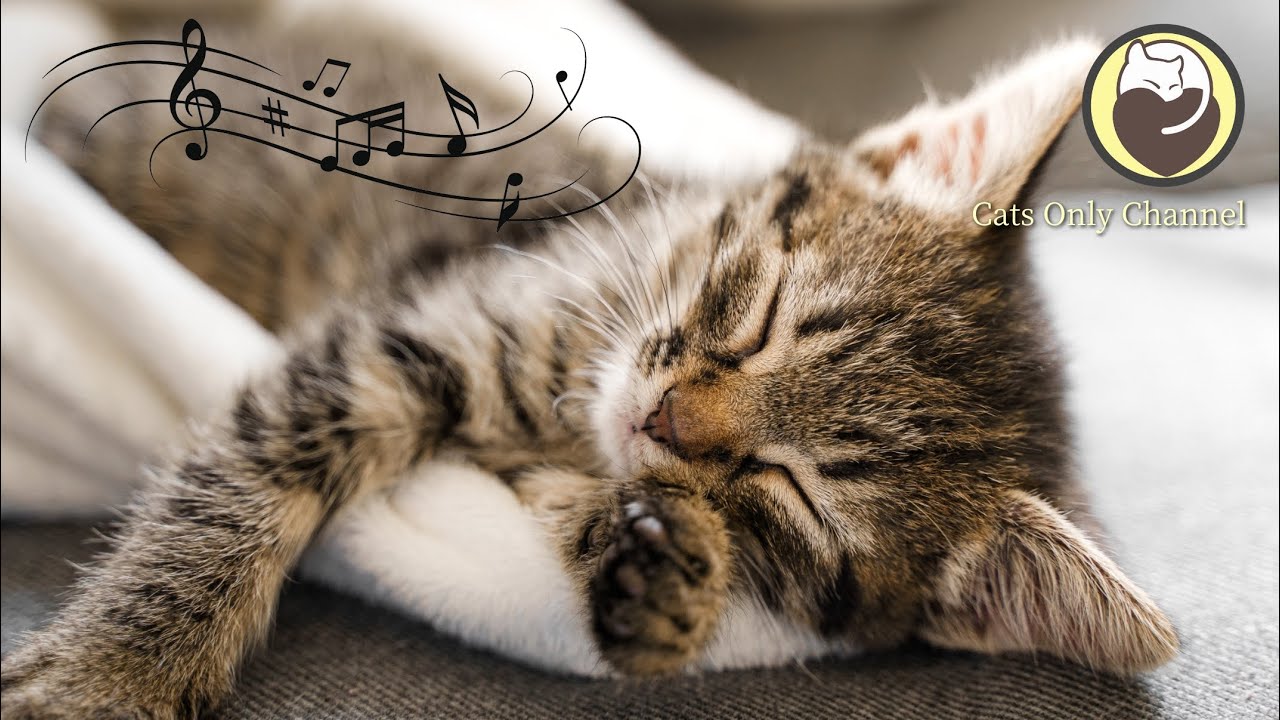 Soothing Music for Cats & Purring Sounds - Stress and Anxiety Relief