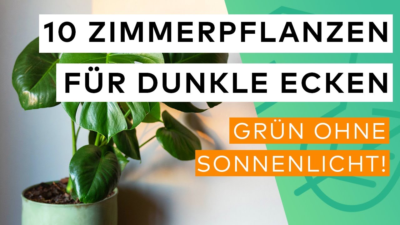 Top 10 Zimmerpflanzen für dunkle Räume, die die Luft reinigen 🌿✨