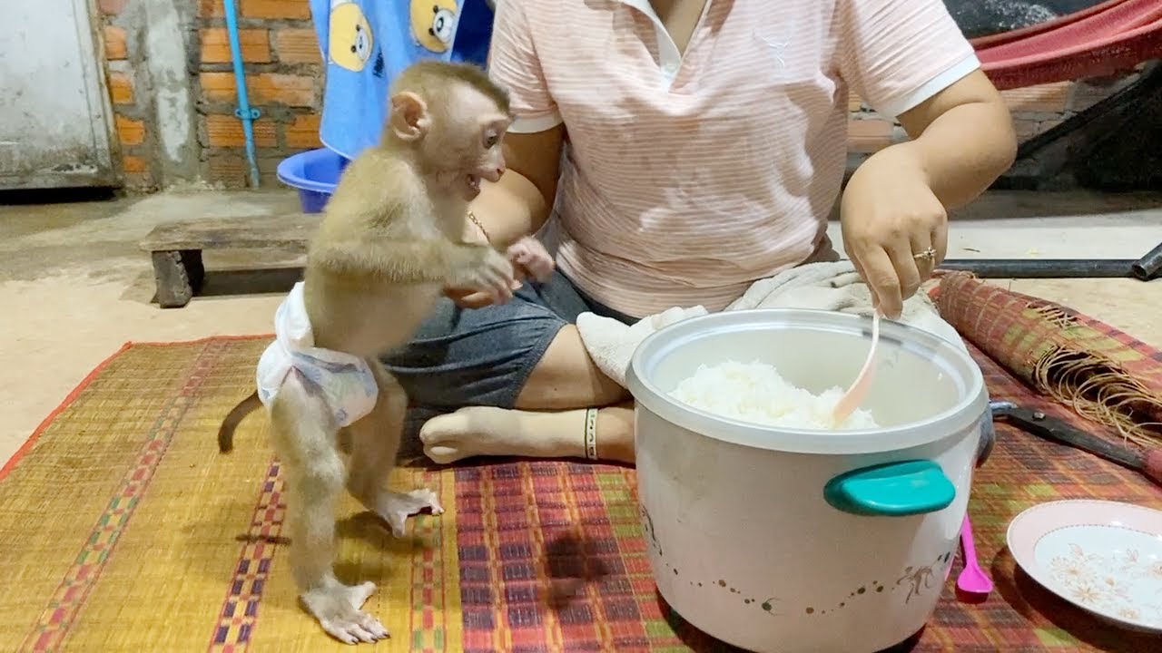 Dinner Time!! Baby DAM Seems To Hungry Watch Mom Very Eager
