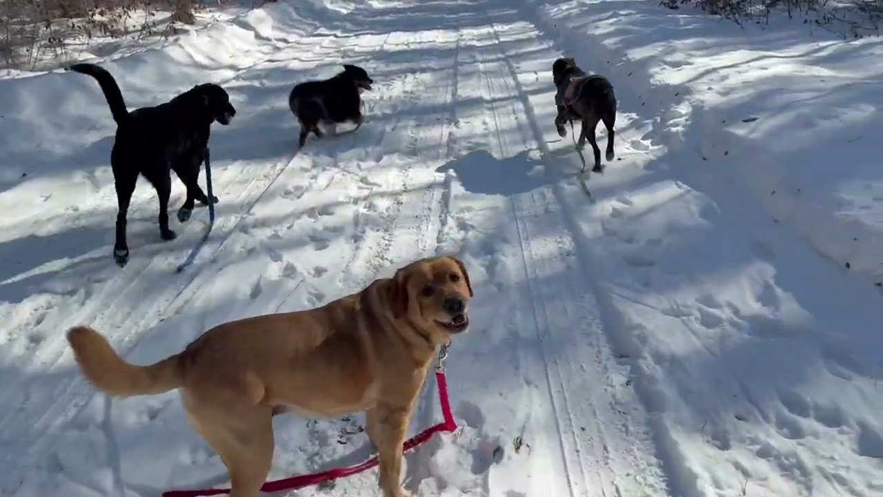 New dog Monday 2/9/26