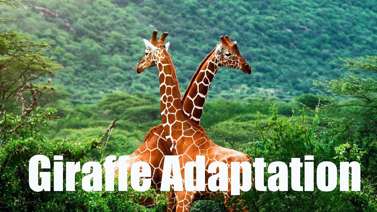 Adaptation In Giraffes| Giraffes Adaptation Facts| Giraffes Adaptation| Giraffes Habitat| #giraffes