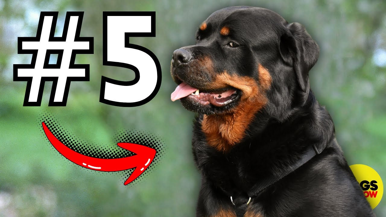 7 Dog Breeds That Are NOT Pushovers...