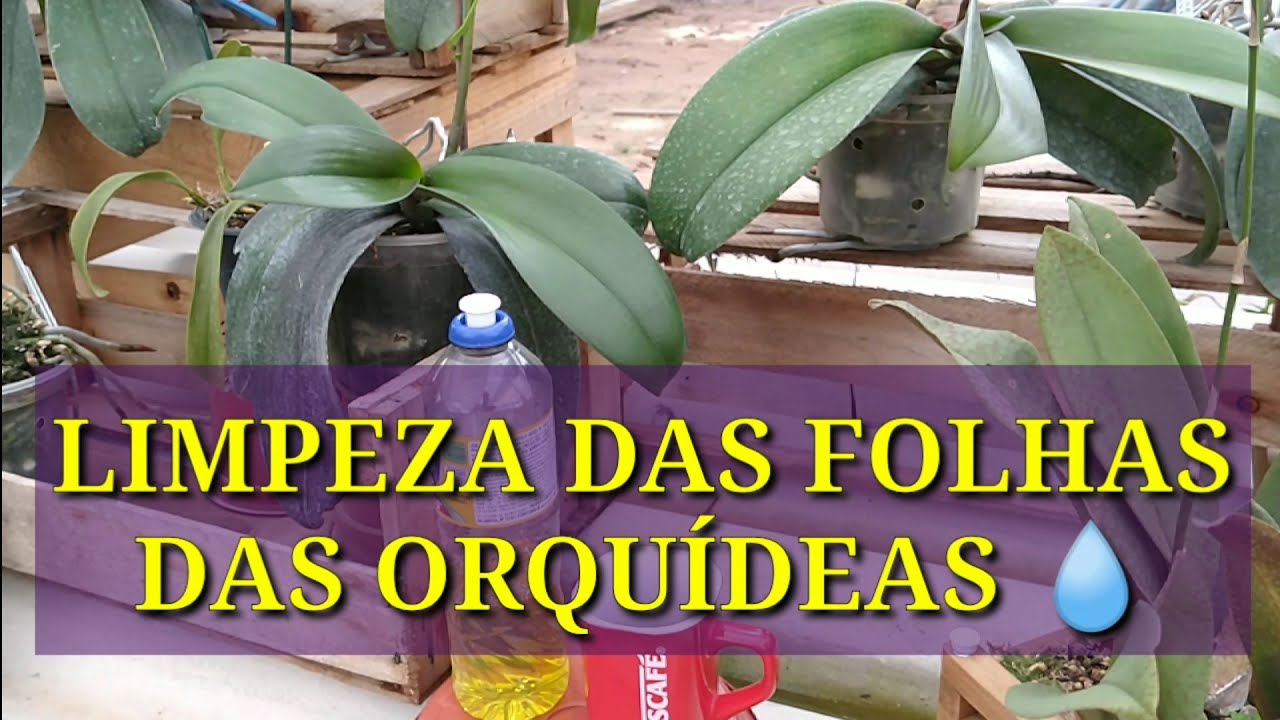 COMO LIMPAR AS FOLHAS DAS ORQUÍDEAS COM CAFÉ
