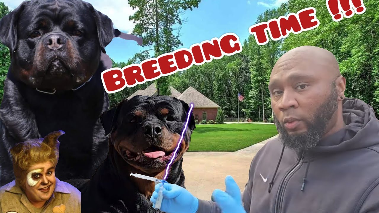 Rottweiler A.i. Breeding time