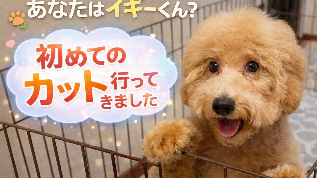 再び別犬になりました。