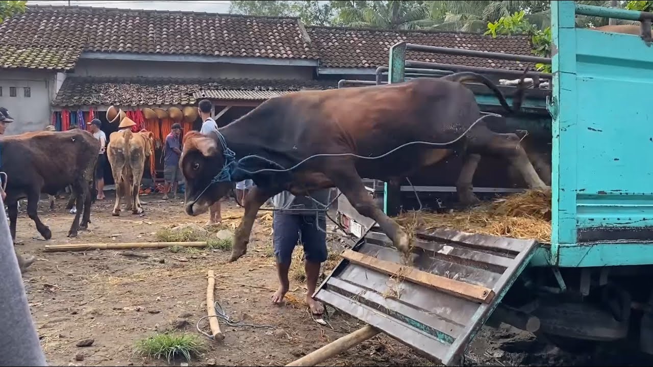 SEREM SAPI OLENG LONCAT KAKI LANGSUNG PATAH auto RUGI