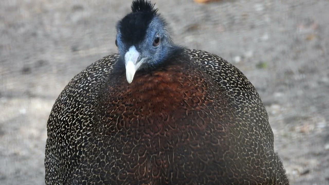 Close-up Great Argus ♂   4K