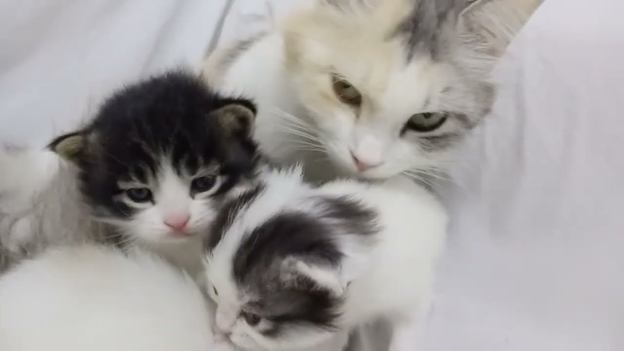 SWERTE ANG MAY ALAGANG PUSA #fypシ゚viral #catsarefamily #catlover