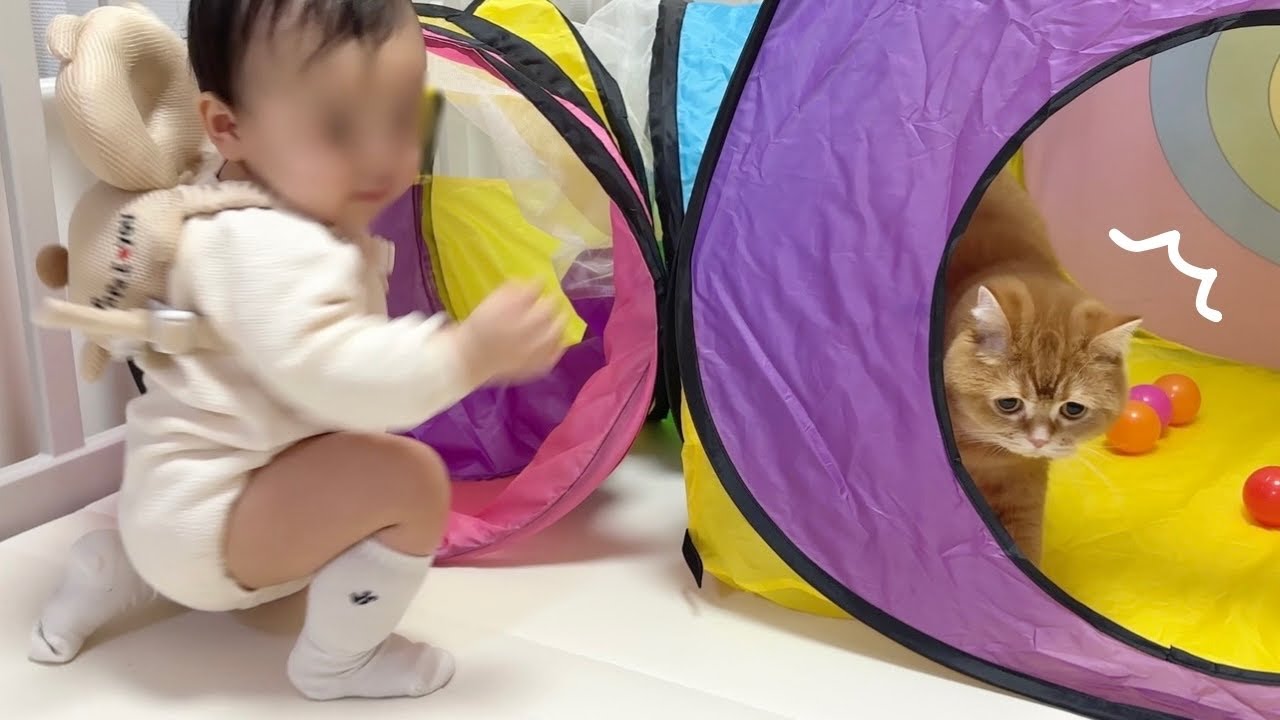 赤ちゃんと猫が隠れんぼするとこうなりますw 【ハプニング連発のお誕生日会】
