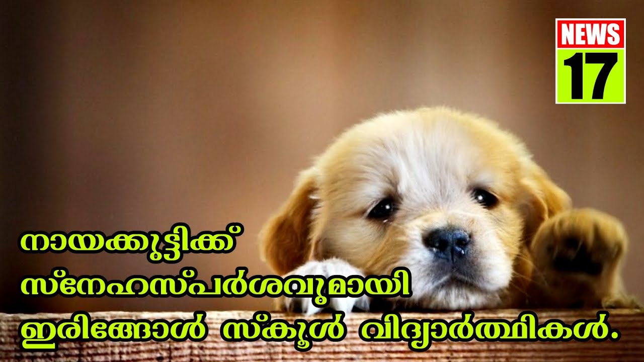 നായക്കുട്ടിക്ക് സ്നേഹസ്പർശവുമായി ഇരിങ്ങോൾ സ്കൂൾ വിദ്യാർത്ഥികൾ.