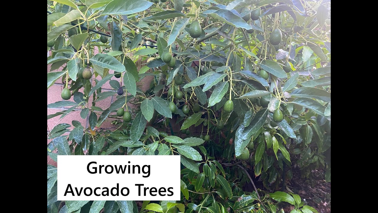 Growing Avocado Trees