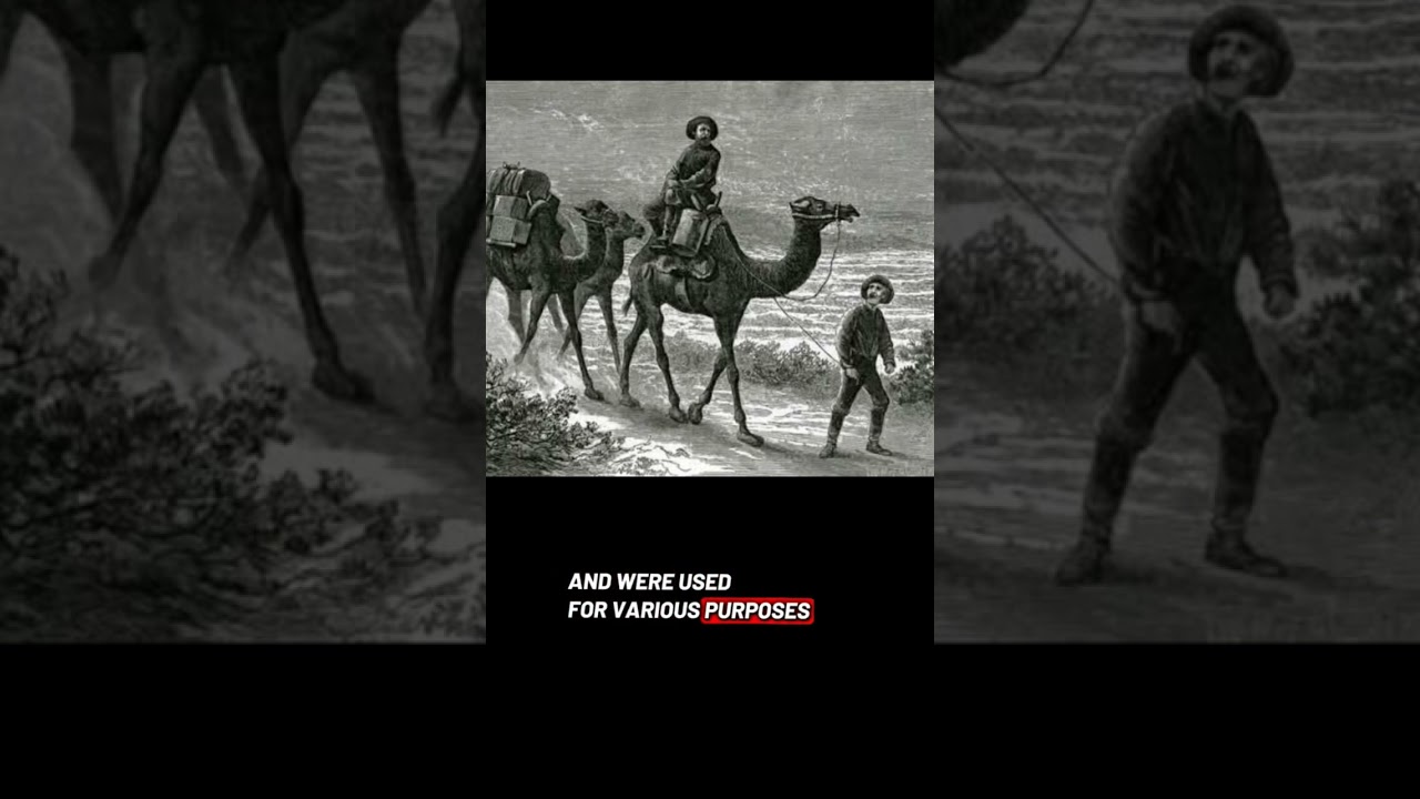 Strange History of the US Army and Camels!