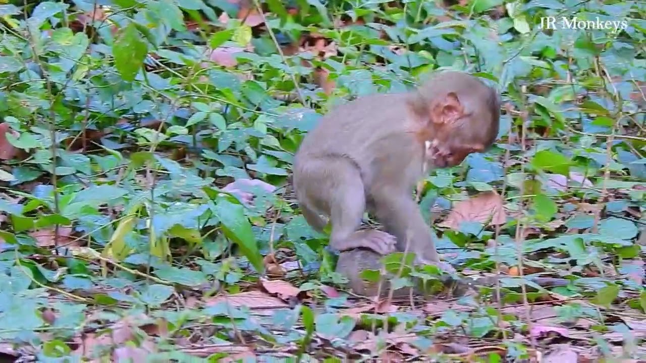 Oops!! Seem really heavy when he carrying baby monkey Nori, Nori try run escape from brother