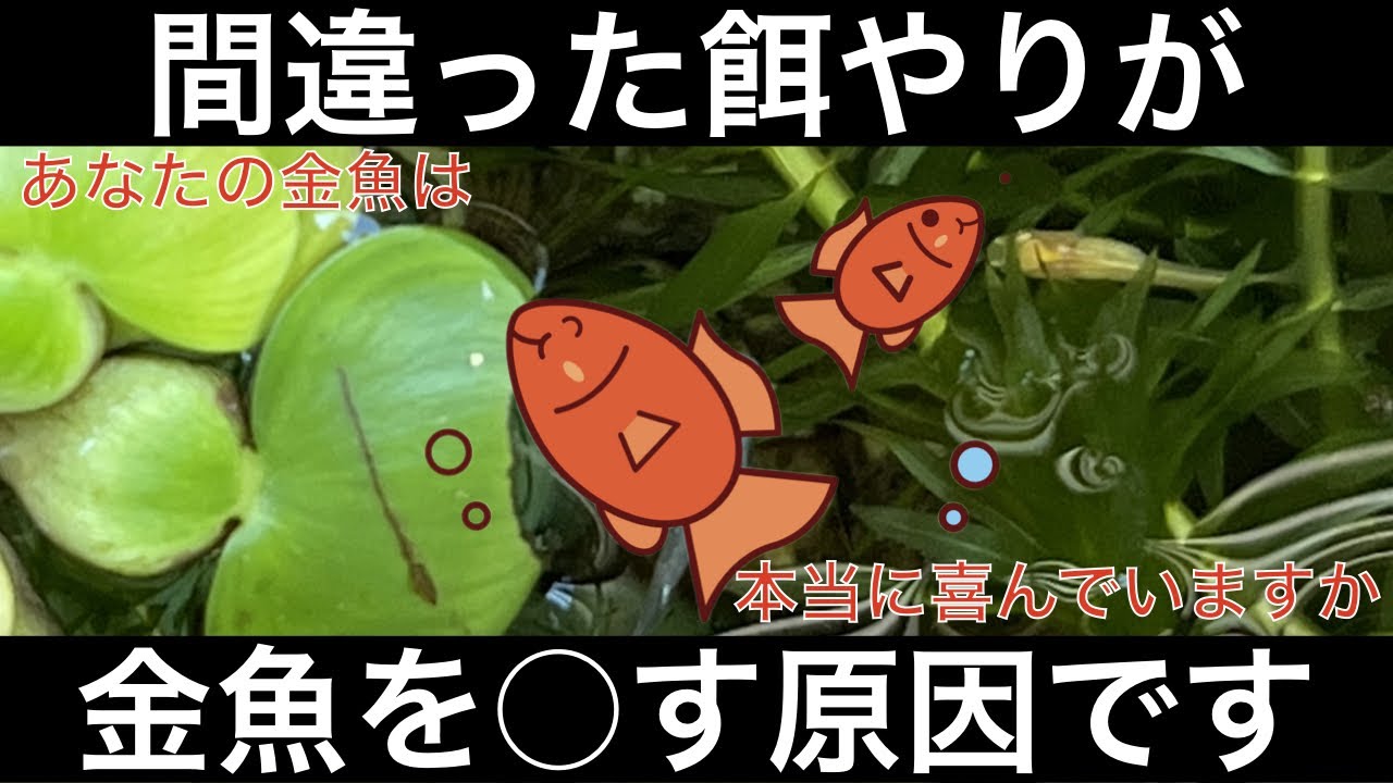 金魚の餌やり（給餌）、量や回数、種類など、網羅的に解説します