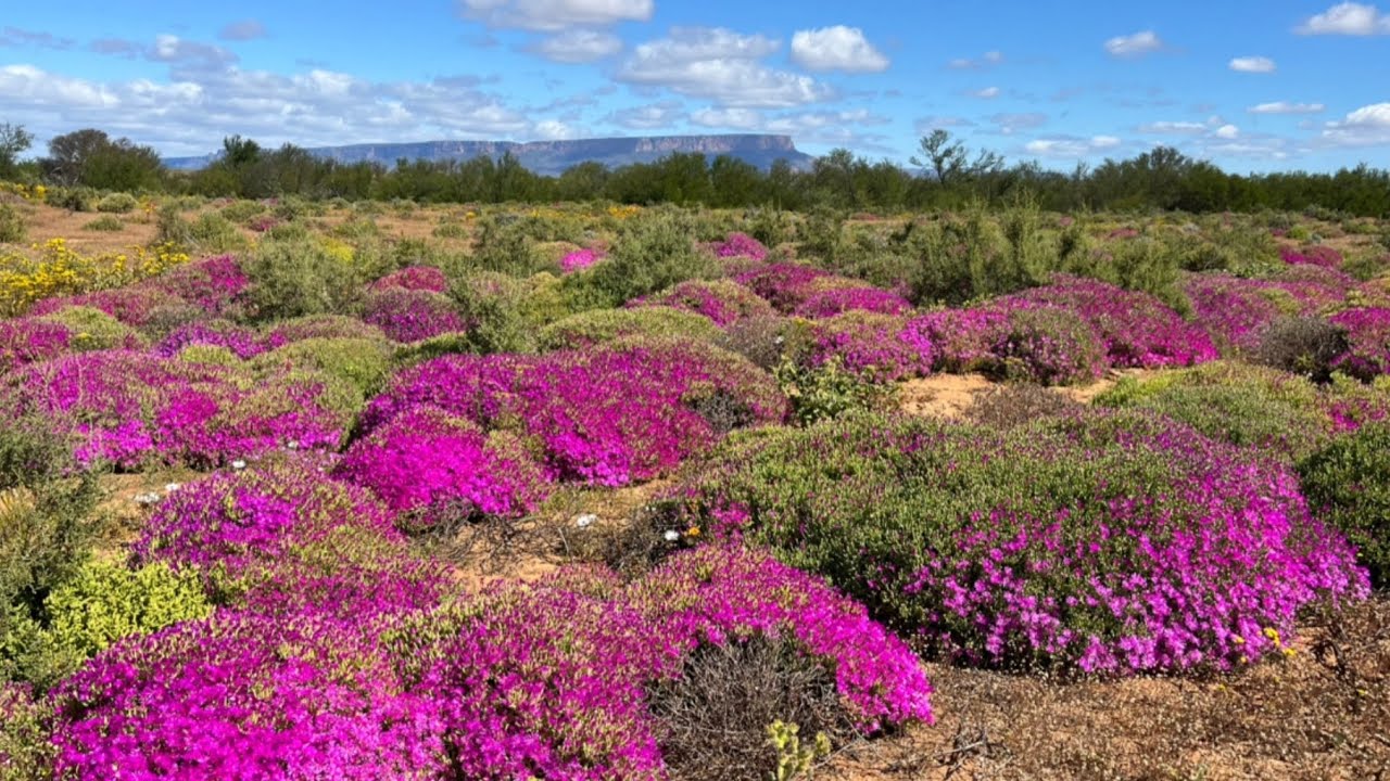 Trip in Namakwaland(Knersvlakte)🌼🏔️🏍️Near Vanrhynsdorp & Nieuwoudtville. September 2023.