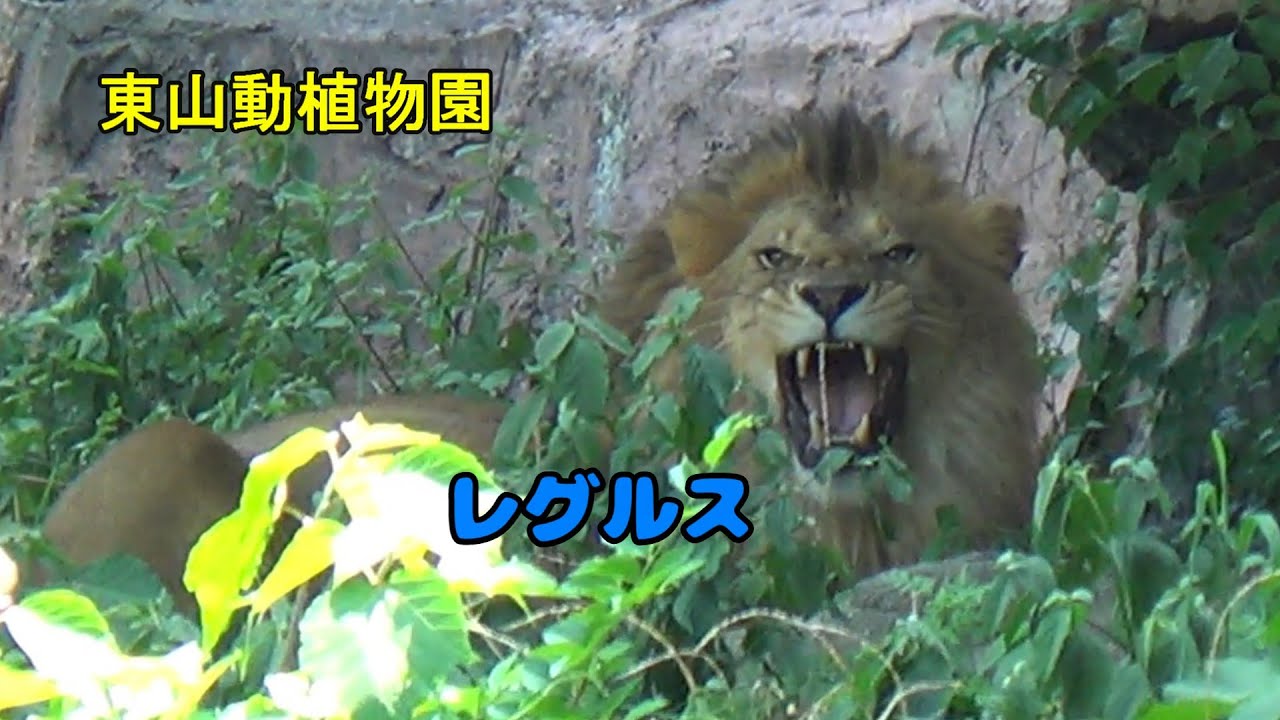 【ライオン】レグルス・「ぼくはライオン！」(レグルスとルナの日常)“I am a lion!”[東山動植物園2025年7月,8月撮影]