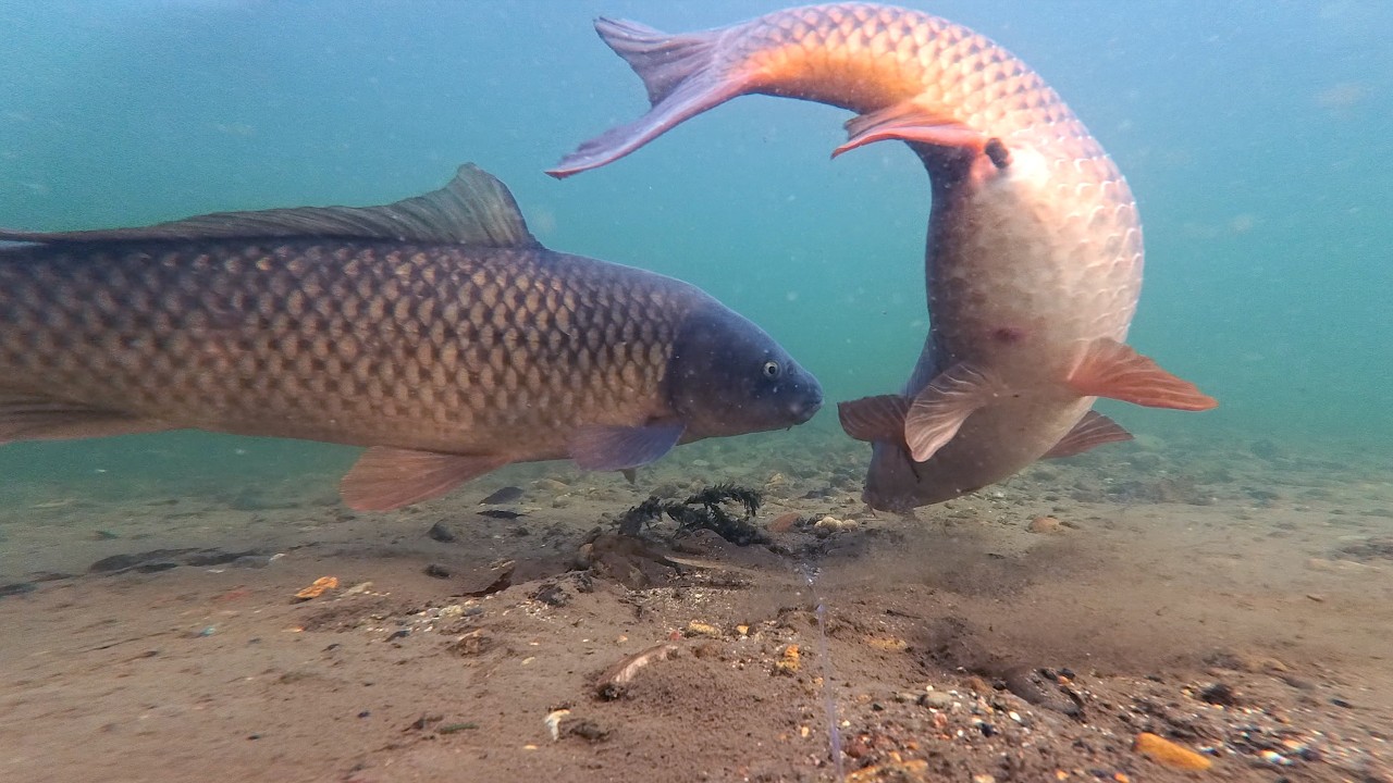 4K Underwater Relaxing Carp Fishing | Nature's Beauty