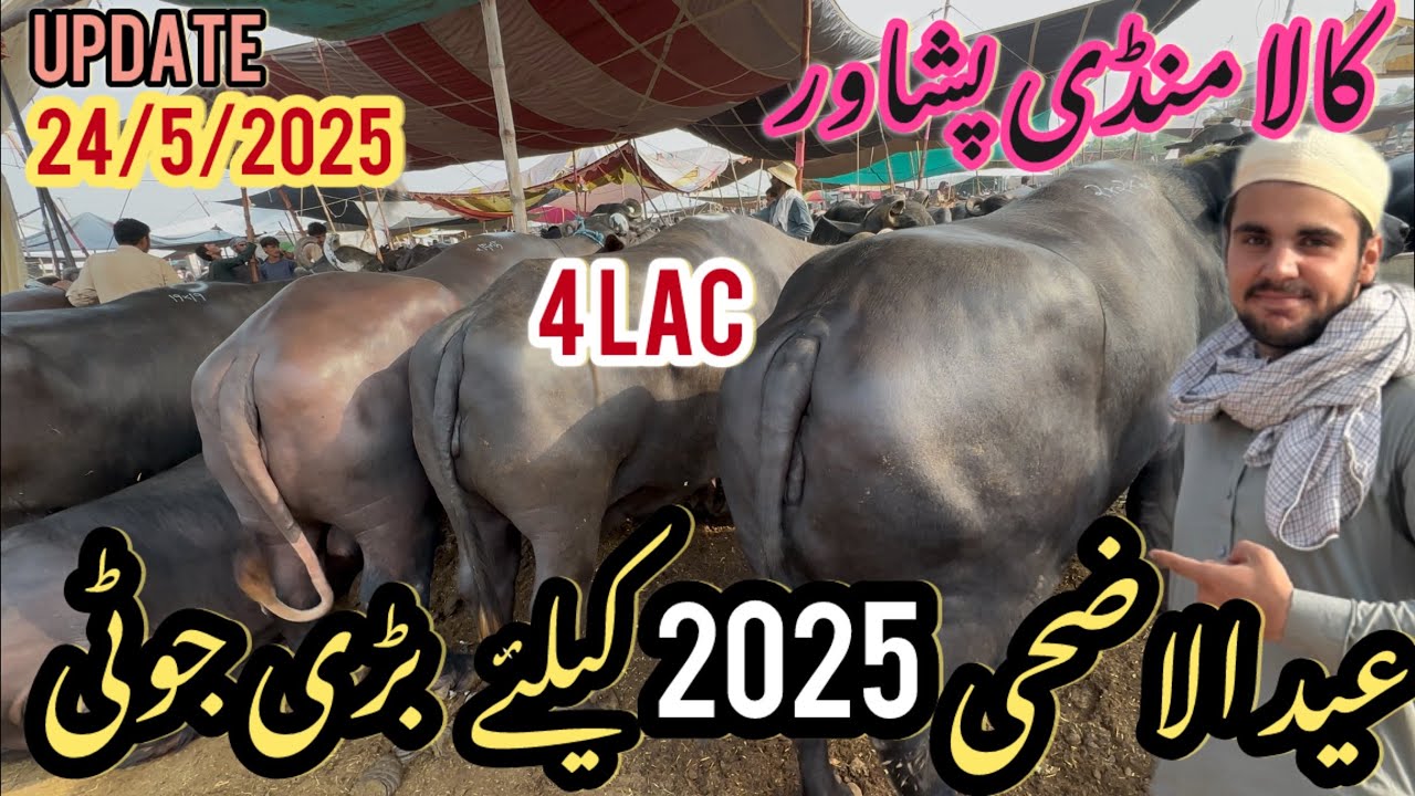 Kala mandi peshawar / Eid-Ul-Adha /ke leya bary jotya /Today Update 24/5/2025 haseebkhan vlogs