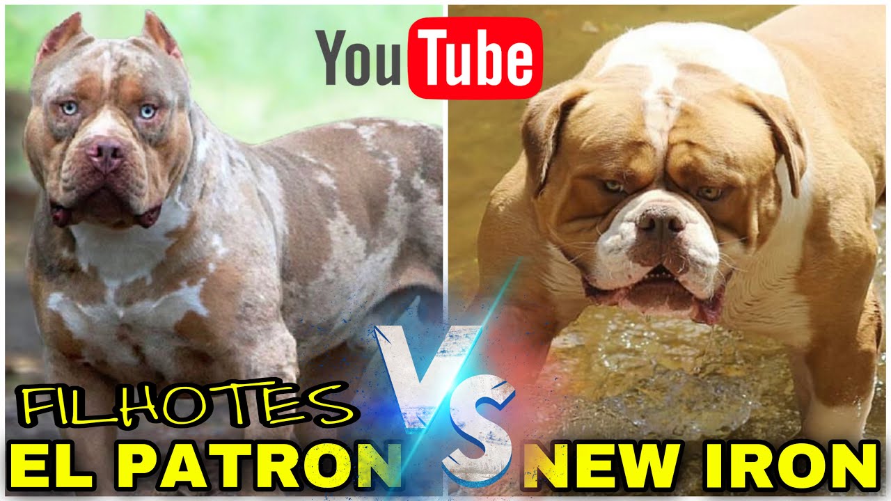 🔥FILHOTES EL PATRON VS NEW IRON @CANIL MONTE DOS SOARES