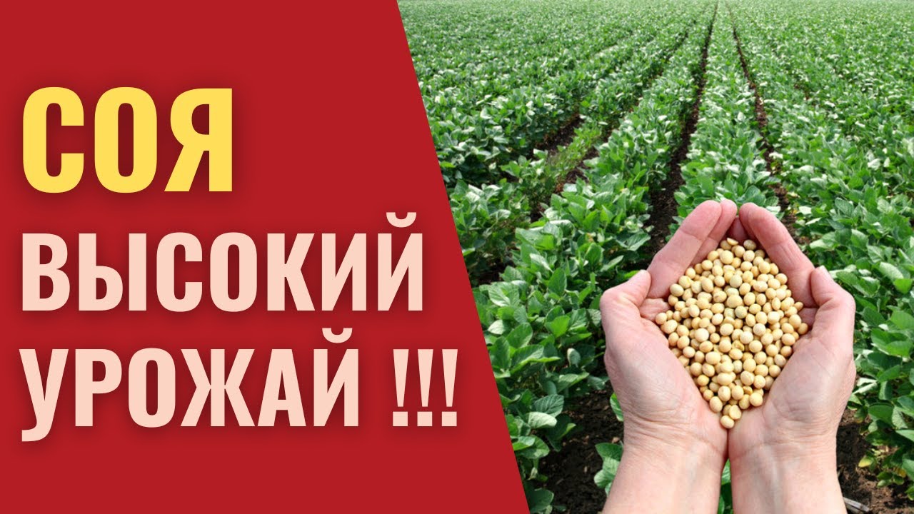 Минеральное питание СОИ. Листовые подкормки, обработка семян.