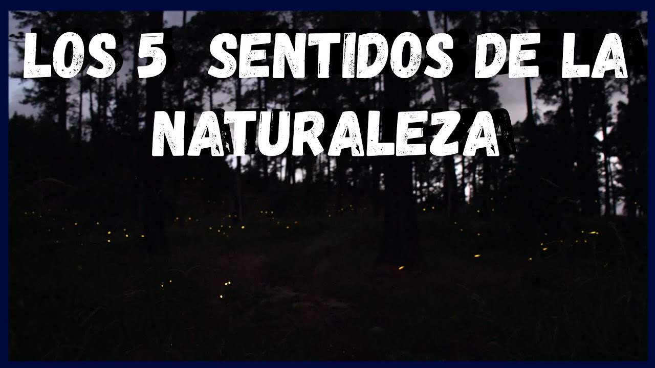 Por que desaparecen las luciérnagas? ❌Los 5 sentidos de la NATURALEZA  🌄