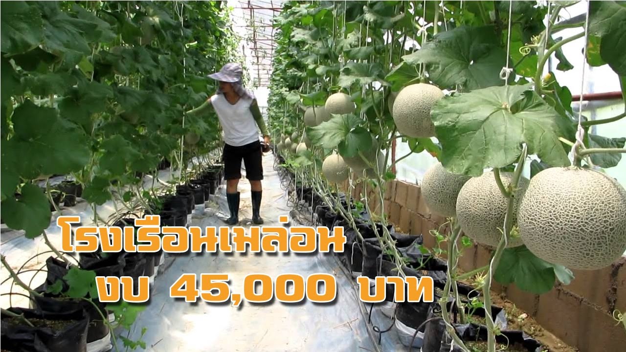 ชมโรงเรือนเมล่อน งบ 45,000 บาท