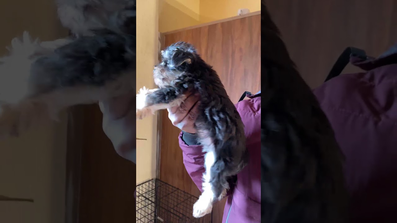 Miniature schnauzer puppy for sale in Mumbai