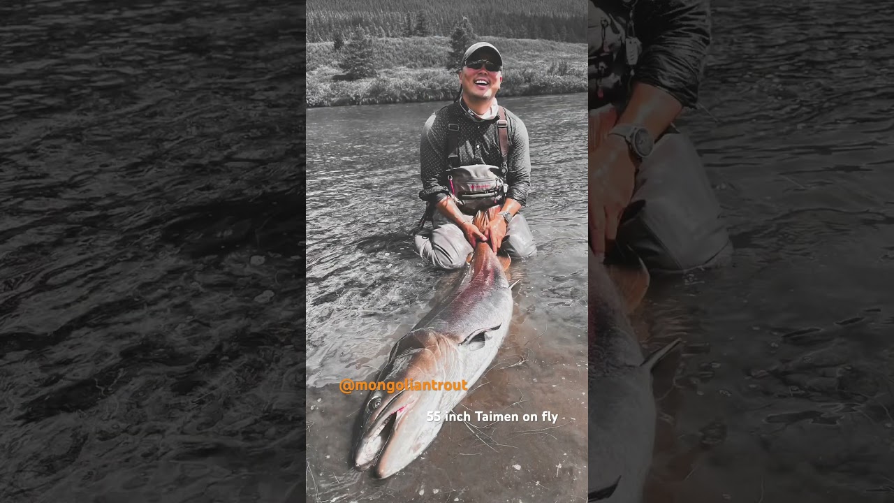 Giant #taimen on 9wt fly rod        #fishing #trout #flyfishing #troutfishing #fishingtrip