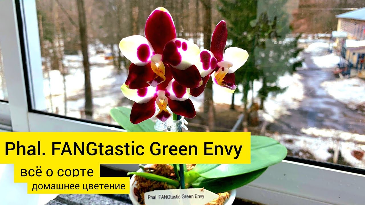 Phal. FANGtastic Green Envy Домашнее цветение в коллекции Татьяны Васильевой. Всё о сорте и уходе.