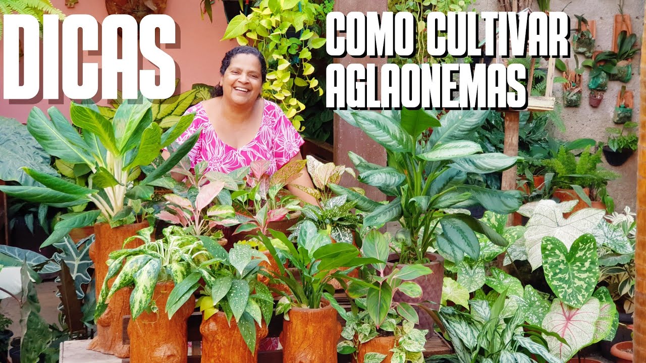 AGLAONEMAS: DICAS PRECIOSAS PARA CULTIVAR AGLAONEMAS | COLEÇÃO COM 13 ESPÉCIES | FOLHAGEM COLORIDA