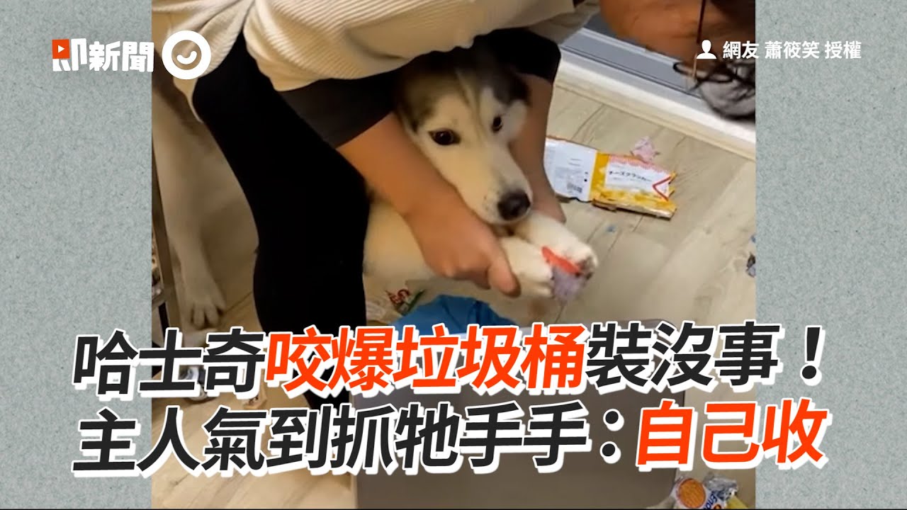 哈士奇咬爆垃圾桶！主人抓手手讓牠「自己收」｜寵物動物｜狗｜二哈｜精選影片