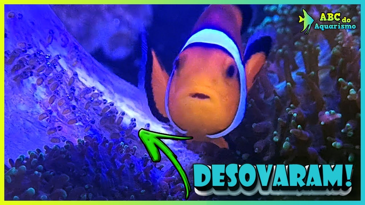 MEUS PEIXES PALHAÇO DESOVARAM NO AQUÁRIO BIG REEF